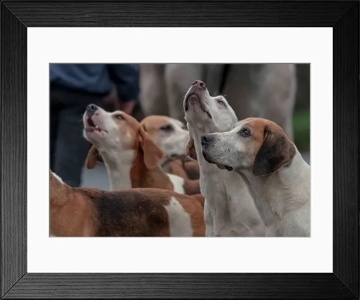 Framed Print : England, Norfolk, Beagles ready for Boxing Day Hunt