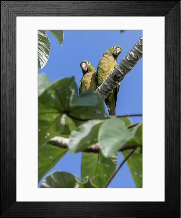 Framed Print : These birds mate for life Framed Print : These birds mate for life