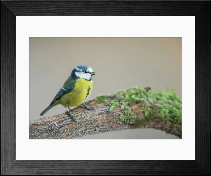 Framed Print : England, Norfolk, Blue Tit (Parus caeruleus) perching on tree in woodland setting Framed Print : England, Norfolk, Blue Tit (Parus caeruleus) perching on tree in woodland setting
