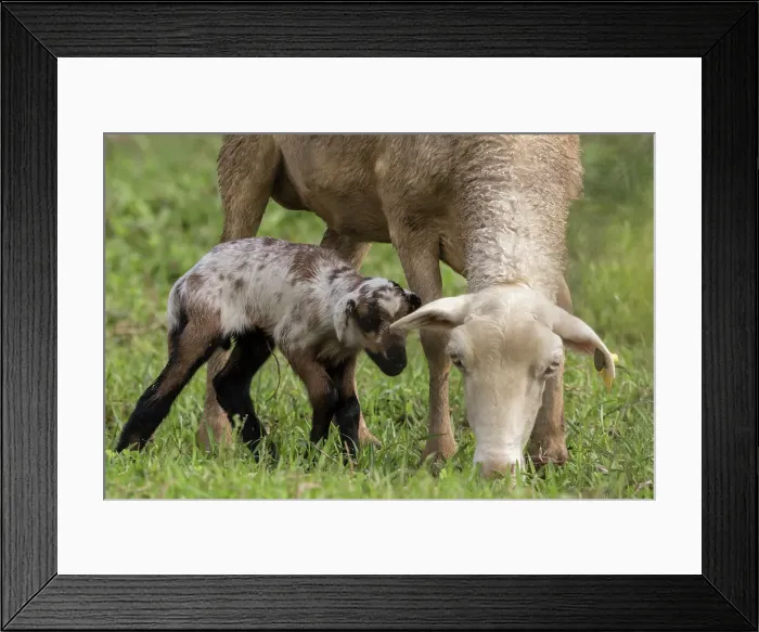 Framed Print : The dried umbilical cord is still atached to this newborn Framed Print : The dried umbilical cord is still atached to this newborn