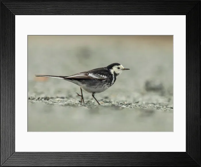 Framed Print : White Wagtail (Motacilla alba) on gravel road, Norfolk, England Framed Print : White Wagtail (Motacilla alba) on gravel road, Norfolk, England