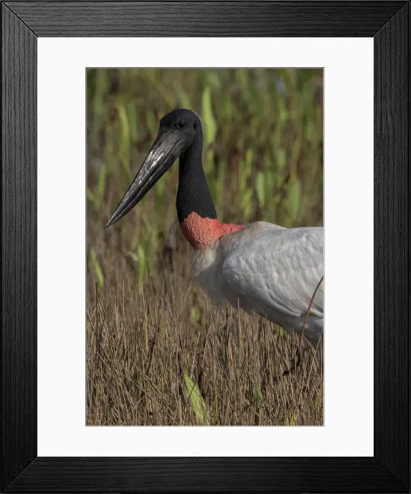 Framed Print : Jabiru mycteria, The Jabiru is Belize's national bird Framed Print : Jabiru mycteria, The Jabiru is Belize's national bird