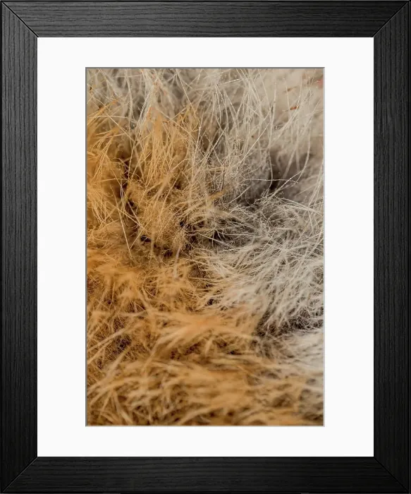 Framed Print : Red Fox (Vulpes vulpes) under belly fur covered in dew Framed Print : Red Fox (Vulpes vulpes) under belly fur covered in dew