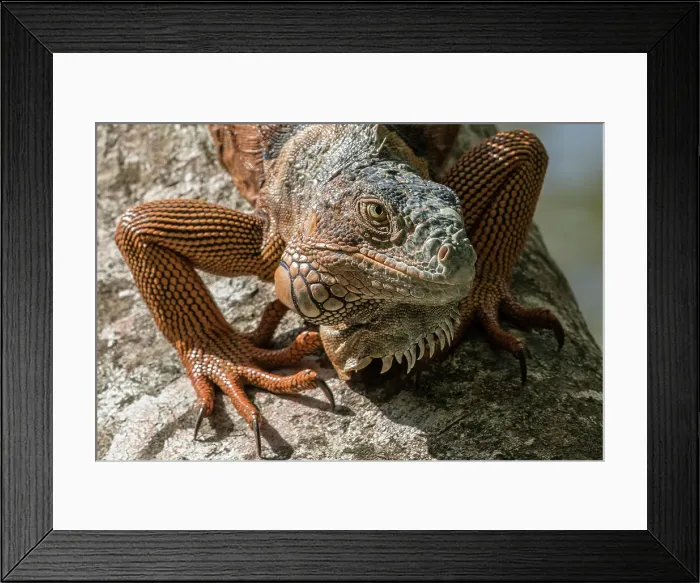 Framed Print : During breeding season these iguanas turn a brilliant orange