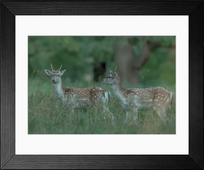 Framed Print : Fallow Deer (Dama dama) young males during rut Framed Print : Fallow Deer (Dama dama) young males during rut