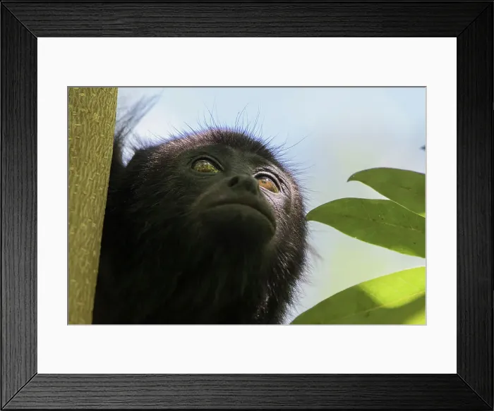 Framed Print : Alouatta Pigra, While you might not always see them you often hear howler monkeys while visiting Xunantunich Framed Print : Alouatta Pigra, While you might not always see them you often hear howler monkeys while visiting Xunantunich