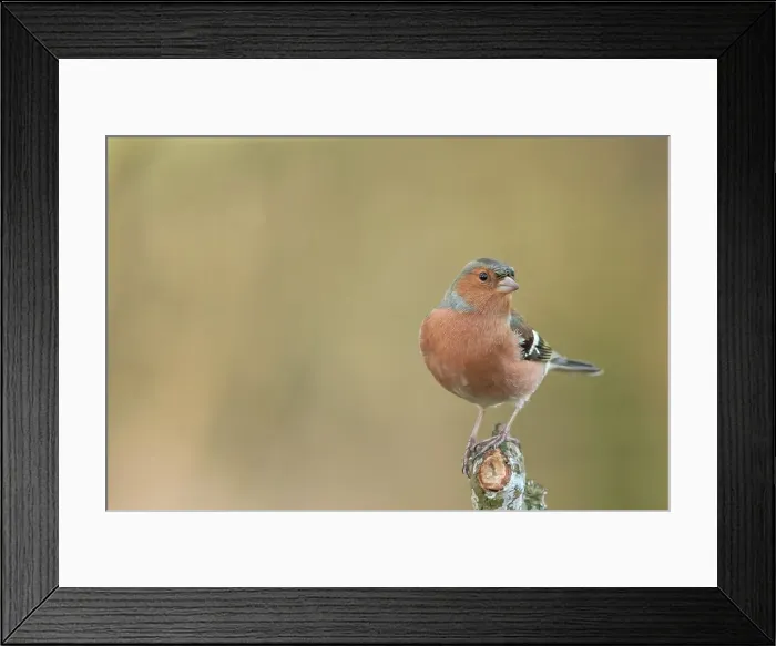 Framed Print : England, Norfolk, Male Chaffinch (Fringilla coelebs) perching on tree Framed Print : England, Norfolk, Male Chaffinch (Fringilla coelebs) perching on tree