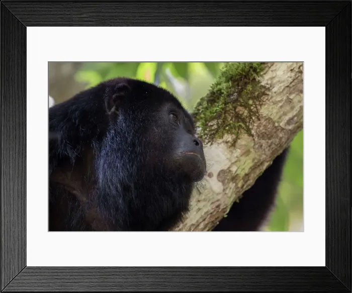 Framed Print : Alouatta Pigra, While you might not always see them you often hear howler monkeys while visiting Xunantunich Framed Print : Alouatta Pigra, While you might not always see them you often hear howler monkeys while visiting Xunantunich
