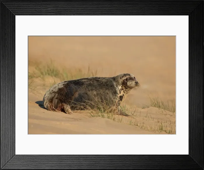 Framed Print : Grey seal female (Halichoerus grypus) just given birth Framed Print : Grey seal female (Halichoerus grypus) just given birth