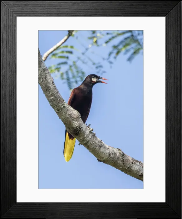 Framed Print : This large, noisy and stunning bird can be found throughout the jungles of Belize Framed Print : This large, noisy and stunning bird can be found throughout the jungles of Belize