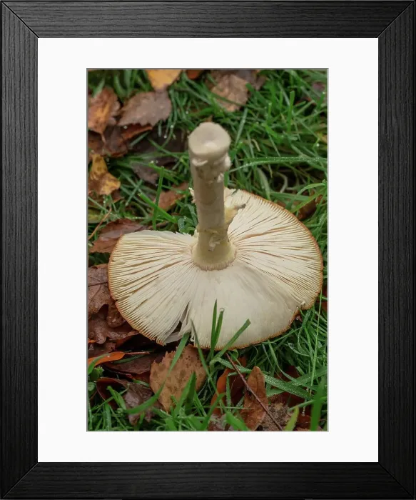 Framed Print : Fly Agaric (Amanita muscaria) underside of single toadstool Framed Print : Fly Agaric (Amanita muscaria) underside of single toadstool