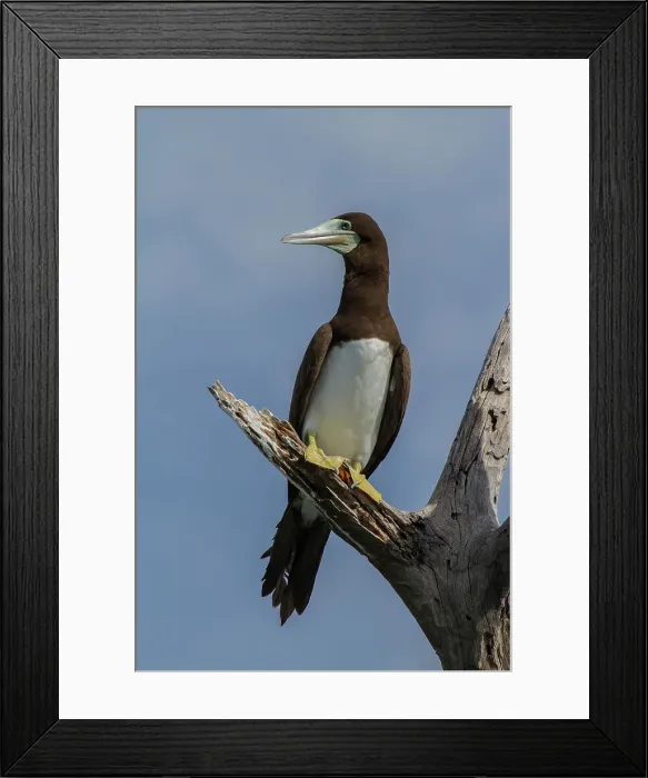 Framed Print : Sula leucogaster, Fully mature brown boobies have a white breast Framed Print : Sula leucogaster, Fully mature brown boobies have a white breast