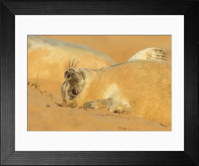 Framed Print : Grey seal pup (Halichoerus grypus) breeding colony Framed Print : Grey seal pup (Halichoerus grypus) breeding colony