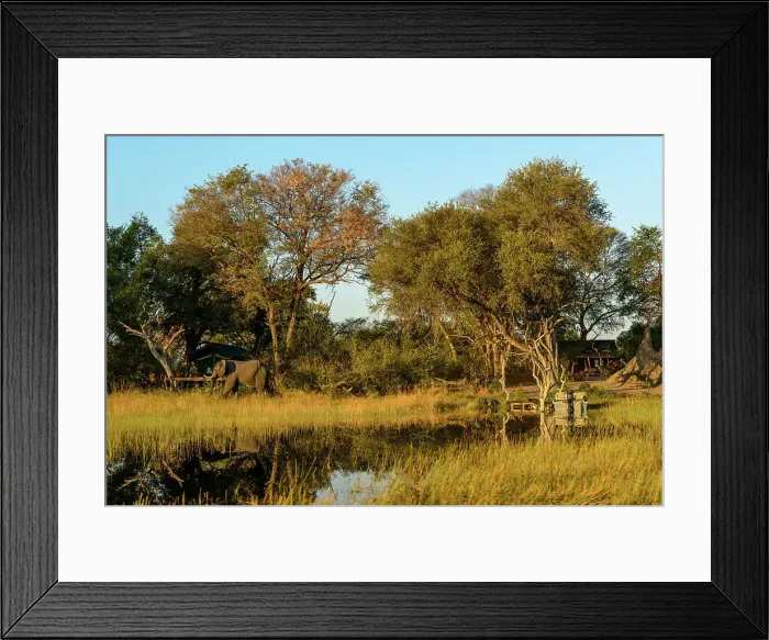 Framed Print : African Horseback Safaris camp and African Bush Elephant (Loxodonta africana)