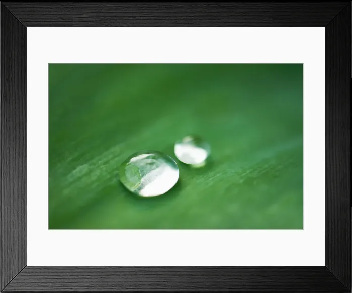 Framed Print : Agave. Close up of raindrops on agave leaf Framed Print : Agave. Close up of raindrops on agave leaf
