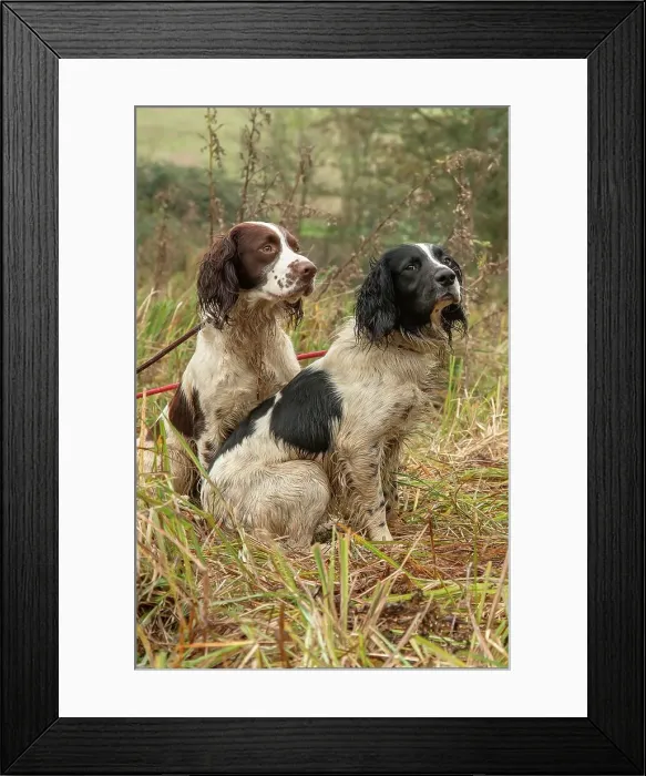 Framed Print : Springer Spaniel brothers at Pheasant shoot Framed Print : Springer Spaniel brothers at Pheasant shoot