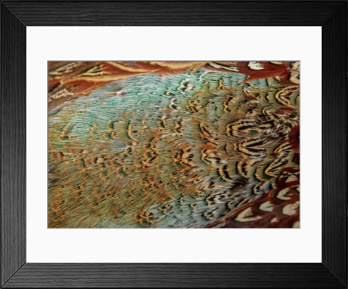 Framed Print : Detail of American Blue Backed Pheasant feathers Framed Print : Detail of American Blue Backed Pheasant feathers