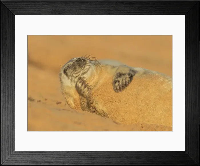 Framed Print : Grey seal pup (Halichoerus grypus) breeding colony Framed Print : Grey seal pup (Halichoerus grypus) breeding colony