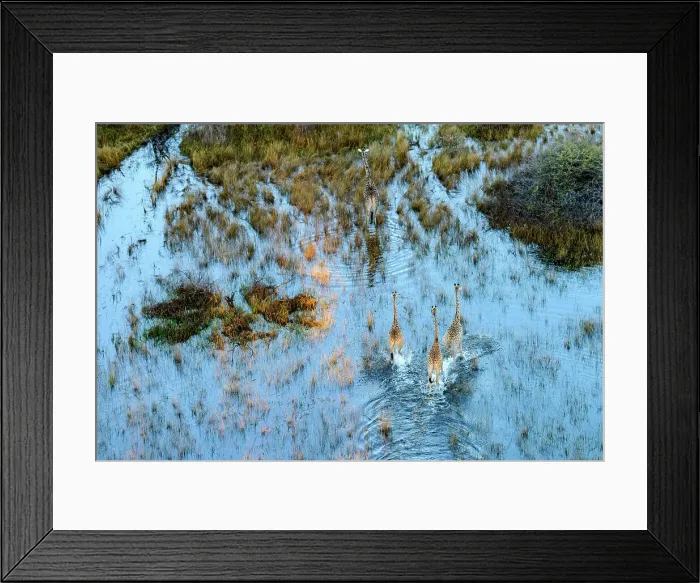 Framed Print : Aerial view of South African giraffe or Cape giraffe (Giraffa camelopardalis giraffa) Framed Print : Aerial view of South African giraffe or Cape giraffe (Giraffa camelopardalis giraffa)