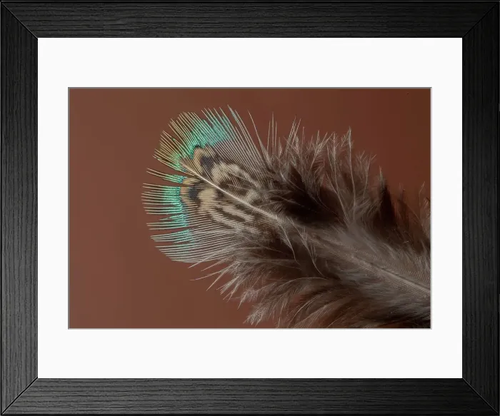 Framed Print : England, Norfolk, Pheasant (Phasianus colchicus) back feather Framed Print : England, Norfolk, Pheasant (Phasianus colchicus) back feather