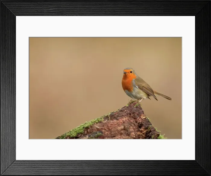 Framed Print : England, Norfolk, European Robin (Erithacus rubecula) perching on tree