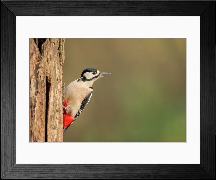 Framed Print : England, Norfolk, GT Spotted Woodpecker (Dendrocopos major) on tree trunk Framed Print : England, Norfolk, GT Spotted Woodpecker (Dendrocopos major) on tree trunk