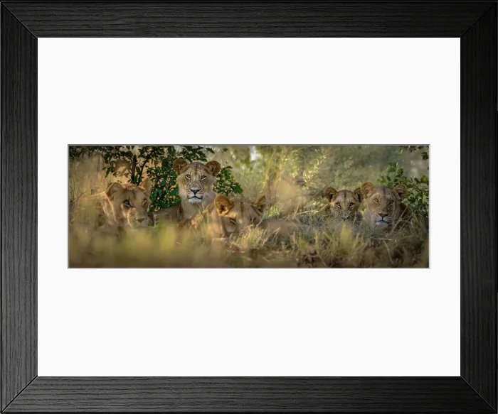 Framed Print : Lion (Panthera leo) pride. Okavango Delta Framed Print : Lion (Panthera leo) pride. Okavango Delta