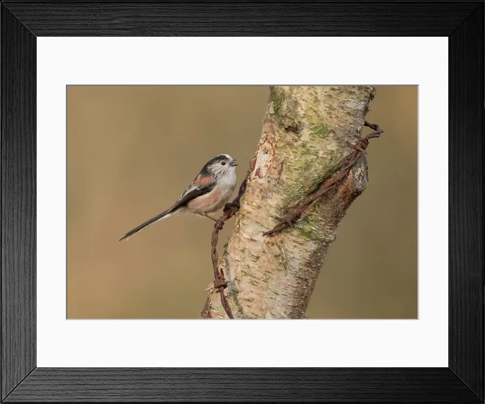 Framed Print : England, Norfolk, Long Tailed Tit (Aegithalos caudatus) on silver birch truck