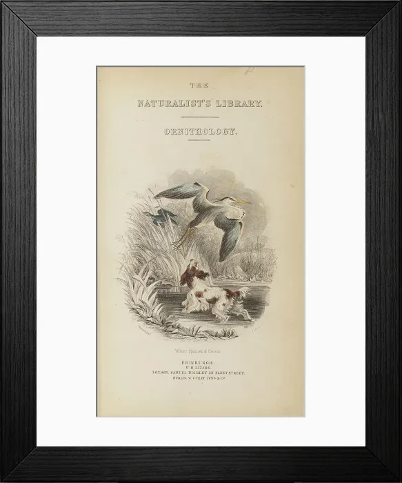Framed Print : 1835 Antique Art Biology Bird Birds Classification Framed Print : 1835 Antique Art Biology Bird Birds Classification