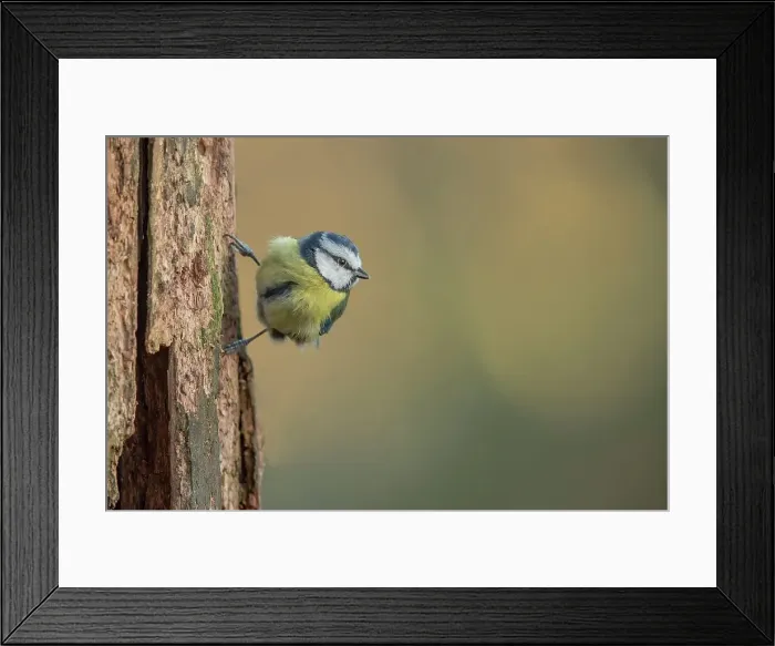 Framed Print : England, Norfolk, Blue Tit (Parus caeruleus) perching on tree in woodland setting Framed Print : England, Norfolk, Blue Tit (Parus caeruleus) perching on tree in woodland setting