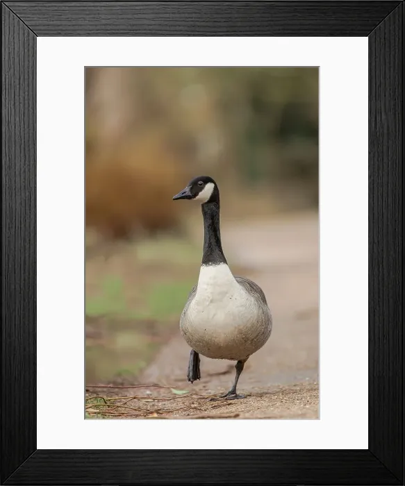 Framed Print : England, Norfolk, Canadian Goose (Branta canadensis) walking alongside river Framed Print : England, Norfolk, Canadian Goose (Branta canadensis) walking alongside river