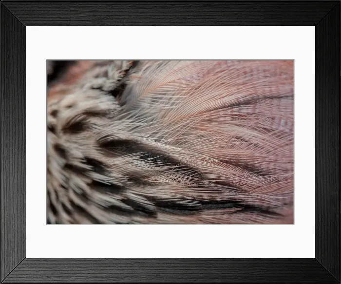 Framed Print : England, Norfolk, Eurasian Jay's (Garrulus glandarius) head feathers Framed Print : England, Norfolk, Eurasian Jay's (Garrulus glandarius) head feathers