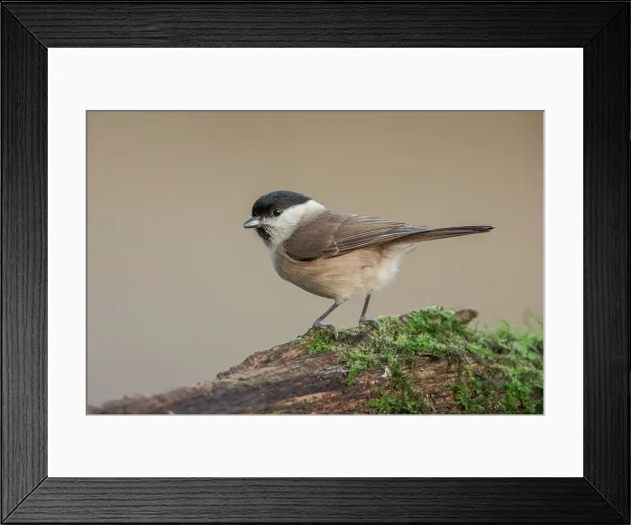 Framed Print : England, Norfolk, Marsh Tit (Poecile palustris) perching on branch Framed Print : England, Norfolk, Marsh Tit (Poecile palustris) perching on branch