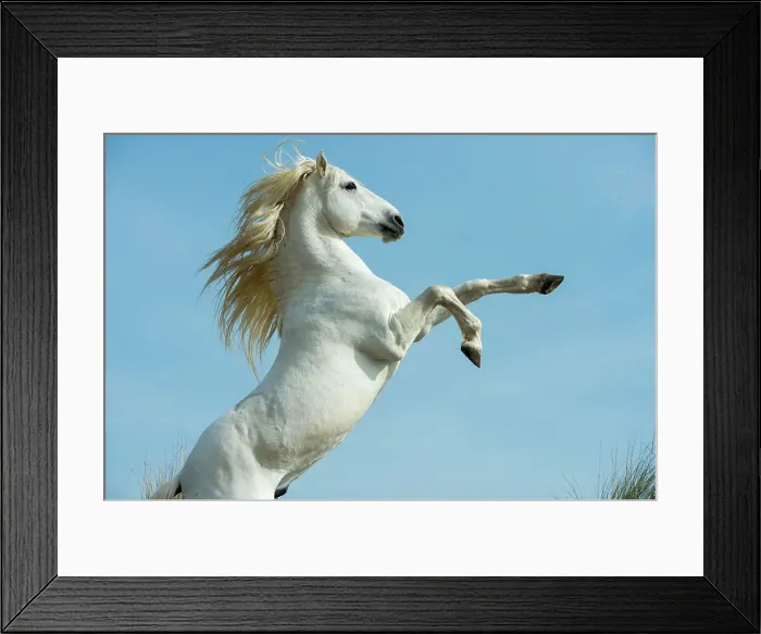 Framed Print : A Camargue stallion rearing up in the sand dunes at a beach in the Camargue, southern France Framed Print : A Camargue stallion rearing up in the sand dunes at a beach in the Camargue, southern France