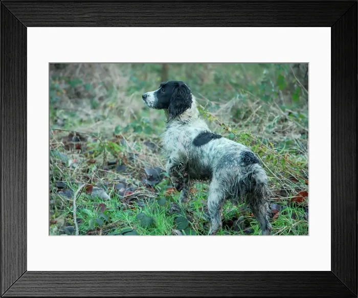 Framed Print : England, Norfolk, Springer Spaniel Framed Print : England, Norfolk, Springer Spaniel