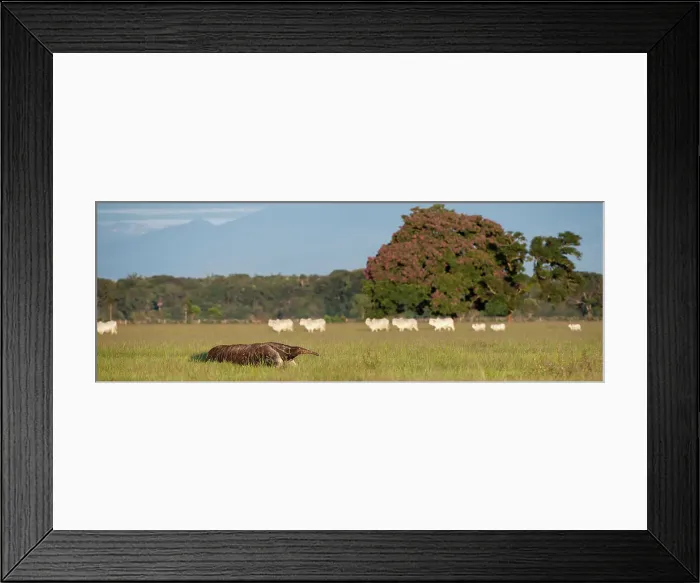 Framed Print : Adult Giant Anteater (Myrmecophaga tridactyla) (sometimes called Ant Bear) Framed Print : Adult Giant Anteater (Myrmecophaga tridactyla) (sometimes called Ant Bear)