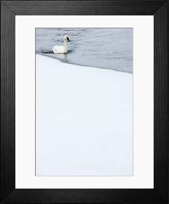 Framed Print : Trumpeter Swan (Cygnus buccinator) on the edge of the Upper Yellowstone River Framed Print : Trumpeter Swan (Cygnus buccinator) on the edge of the Upper Yellowstone River
