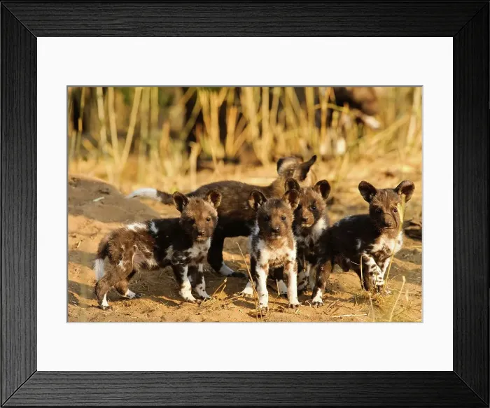 Framed Print : Wild Dog (Lycaon pictus) puppies Framed Print : Wild Dog (Lycaon pictus) puppies