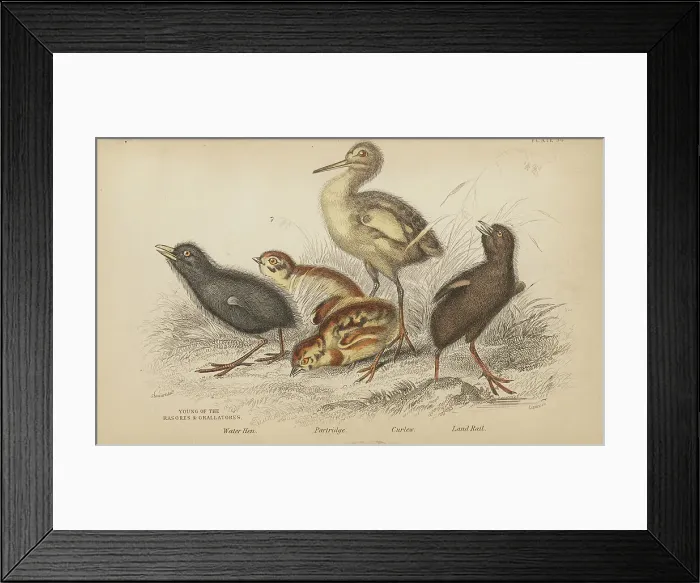 Framed Print : 1835 Antique Art Biology Bird Birds Classification Framed Print : 1835 Antique Art Biology Bird Birds Classification