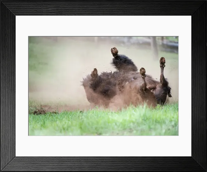 Framed Print : Male American Bison (Bison bison) dust bathing  /  rolling in dust in the Lamar Valley