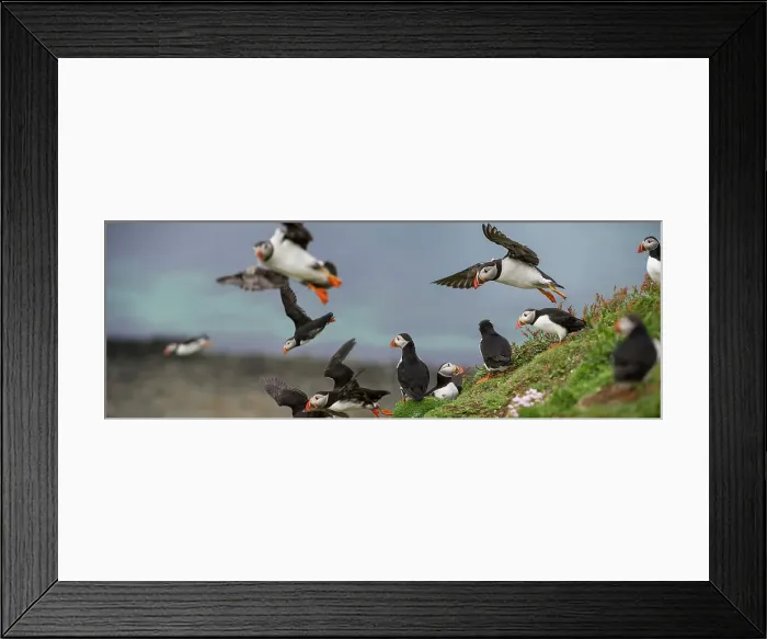 Framed Print : Atlantic Puffins (Fratercula arctica) flying on to the cliff top and gathering around burrows Framed Print : Atlantic Puffins (Fratercula arctica) flying on to the cliff top and gathering around burrows