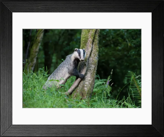 Framed Print : European Badger (Meles meles) foraging at a tree trunk in deciduous woodland Framed Print : European Badger (Meles meles) foraging at a tree trunk in deciduous woodland
