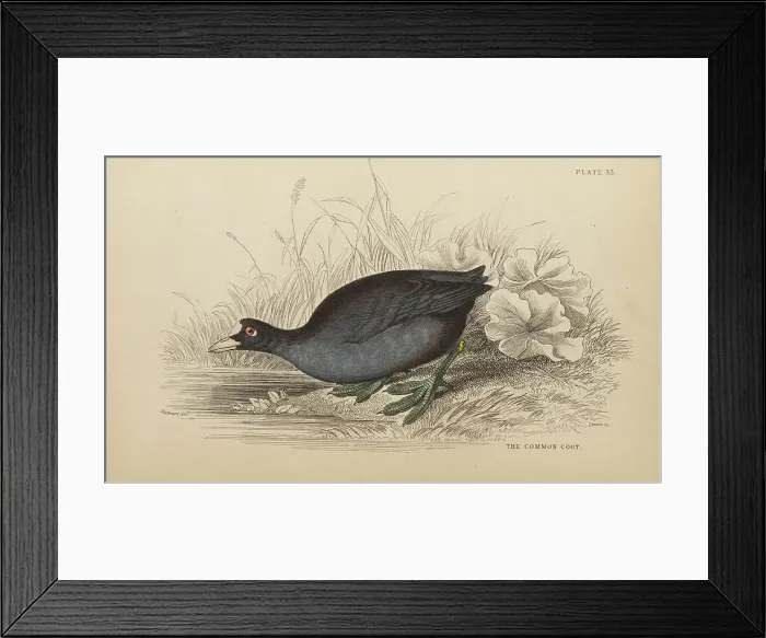 Framed Print : 1835 Antique Art Biology Bird Birds Classification Framed Print : 1835 Antique Art Biology Bird Birds Classification