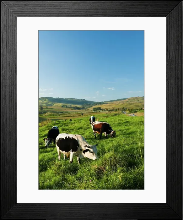 Framed Print : Cattle grazing in the KwaZulu Natal Midlands near Howick