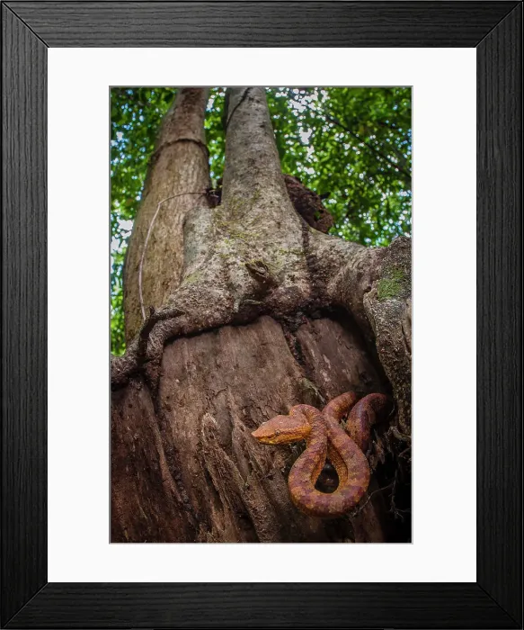 Framed Print : Bornean Leaf-nosed Pit-Viper (Trimeresurus borneensis) resting in forest understorey