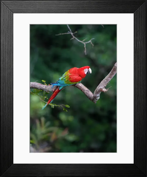 Framed Print : Red-and-Green Macaw or Green-winged Macaw (Ara chloropterus) (Family Psittacidae) in deciduous forest Framed Print : Red-and-Green Macaw or Green-winged Macaw (Ara chloropterus) (Family Psittacidae) in deciduous forest