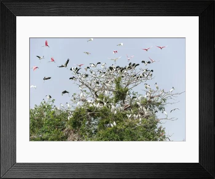 Framed Print : American Wood Storks (Mycteria americana) Framed Print : American Wood Storks (Mycteria americana)