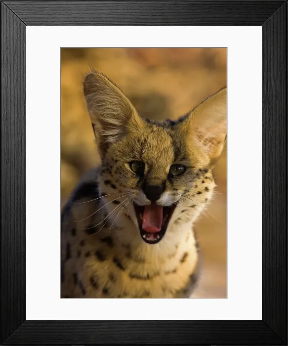 Framed Print : Serval ( Felis serval). Nitani Game Reserve Framed Print : Serval ( Felis serval). Nitani Game Reserve