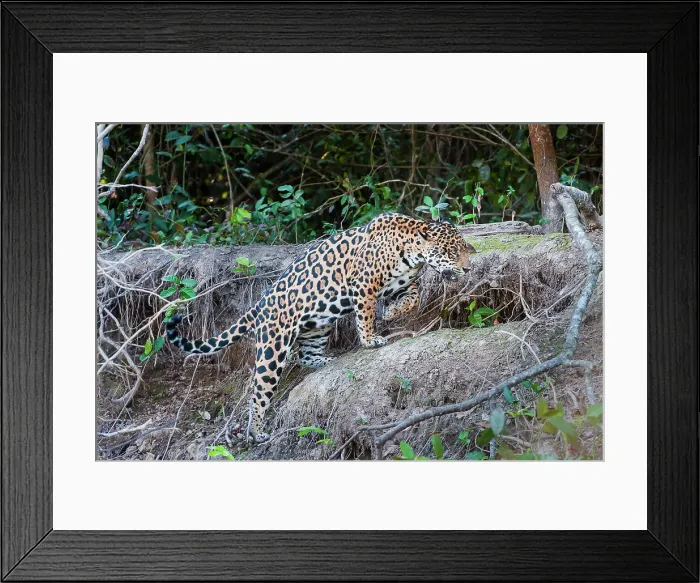 Framed Print : Female Jaguar (Panthera onca palustris) walking along the bank of the Cuiaba River Framed Print : Female Jaguar (Panthera onca palustris) walking along the bank of the Cuiaba River