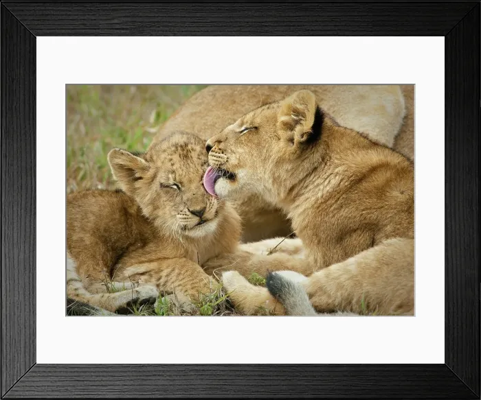 Framed Print : Lion (Panthera leo) cubs. MalaMala (Mala Mala) Game Reserve Framed Print : Lion (Panthera leo) cubs. MalaMala (Mala Mala) Game Reserve